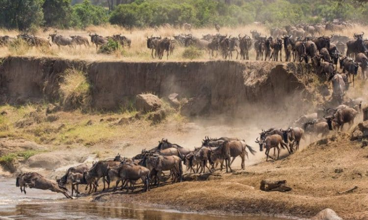 7 Days Tanzania Special Migration Safari